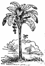 Musa paradisiaca - a banana tree bearing hanging clusters of edible angular greenish starchy fruits
