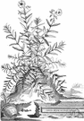 genus Cistus - small to medium-sized evergreen shrubs of southern Europe and North Africa genus Cistus - small to medium-sized evergreen shrubs of southern Europe and North Africa