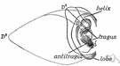 implantation - (embryology) the organic process whereby a fertilized egg becomes implanted in the lining of the uterus of placental mammals