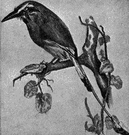 Momotidae - a family of birds of the order Coraciiformes