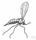 genus Mayetiola - a genus of Cecidomyidae