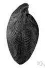brachiopod - marine animal with bivalve shell having a pair of arms bearing tentacles for capturing food