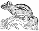 Tamias - chipmunks of eastern North America