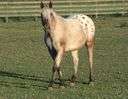Appaloosa - a hardy breed of saddle horse developed in western North America and characteristically having a spotted rump