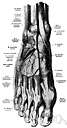 arcuate artery - curved artery in the foot