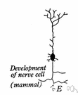 nerve cell - a cell that is specialized to conduct nerve impulses