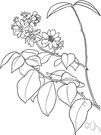 genus Peireskia - genus of tropical American shrubby trees and woody climbers having slender branches with broad flat leaves and large panicles of flowers