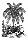 wax palm - palm of the Andes yielding a resinous wax which is mixed with tallow to make candles