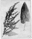 broad-leaved dock - European dock with broad obtuse leaves and bitter rootstock common as a weed in North America