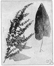 Rumex obtusifolius - European dock with broad obtuse leaves and bitter rootstock common as a weed in North America