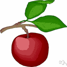 Oregon crab apple - small tree or shrub of western United States having white blossoms and tiny yellow or red fruit