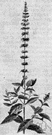 Mentha spicata - common garden herb having clusters of small purplish flowers and yielding an oil used as a flavoring