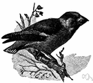 Coccothraustes coccothraustes - a common large finch of Eurasia