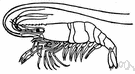 genus Peneus - type genus of the family Peneidae