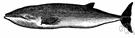 genus Balaenoptera - type genus of the Balaenopteridae