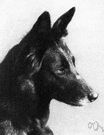 groenendael - black-coated sheepdog with a heavily plumed tail