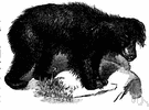 Melursus - sloth bears