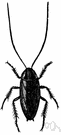 crotonbug - small light-brown cockroach brought to United States from Europe