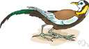 tail feather