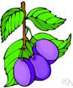 wild plum