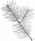 lowland fir - lofty fir of the Pacific coast of northwestern America having long curving branches and deep green leaves