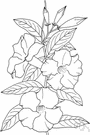 white dipladenia - shrubby climber having glossy leaves and white funnel-shaped flowers with yellow throats
