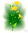 common tarweed - California annual having red-brown spots near the base of its yellow flower rays