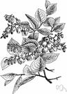 black huckleberry - low shrub of the eastern United States bearing shiny black edible fruit