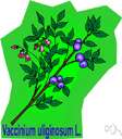 Vaccinium