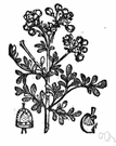 genus Ruta - type genus of the Rutaceae