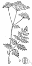 Pastinaca sativa - a strong-scented plant cultivated for its edible root
