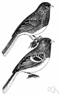 snowbird - small North American finch seen chiefly in winter