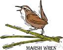 marsh wren