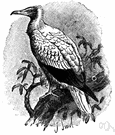 Neophron - a genus of Accipitridae