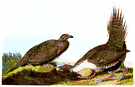 sage hen - large grouse of sagebrush regions of North America