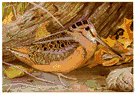 Philohela minor - small long-billed woodcock