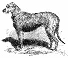 Irish wolfhound - large breed of hound with a rough thick coat