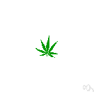 Mexican green - a particularly potent variety of marijuana