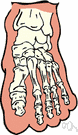 pyramidal bone - a wrist bone that articulates with the pisiform and hamate and lunate bones