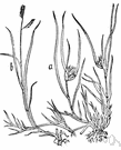 buffalo grass - short grass growing on dry plains of central United States (where buffalo roam)
