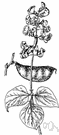 Egyptian bean - perennial twining vine of Old World tropics having trifoliate leaves and racemes of fragrant purple pea-like flowers followed by maroon pods of edible seeds