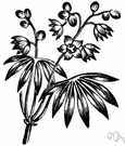 Mandioc - cassava with long tuberous edible roots and soft brittle stems