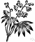 mandioca - cassava with long tuberous edible roots and soft brittle stems