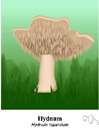 Hydnum
