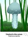 ring-stalked fungus - genus of gill fungi with brown spores that is closely related to Agaricus
