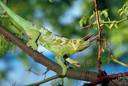African chameleon - a chameleon found in Africa