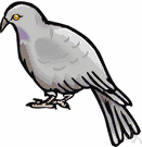 family Columbidae - doves and pigeons