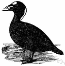 common scoter - a variety of scoter