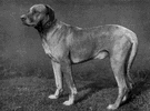 Rhodesian ridgeback - a powerful short-haired African hunting dog having a crest of reversed hair along the spine