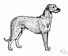 Scottish deerhound - very large and tall rough-coated dog bred for hunting deer